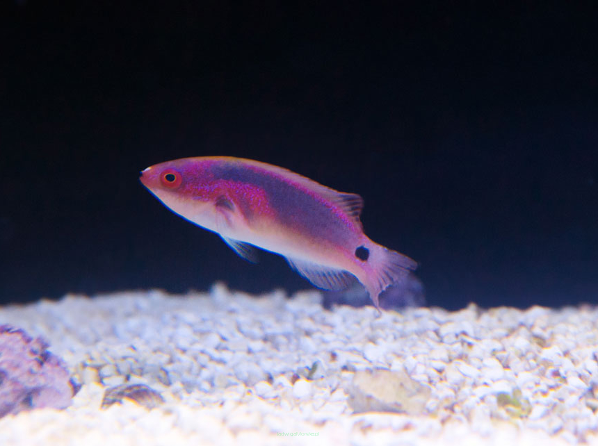 Cirrhilabrus exquisitus 7cm