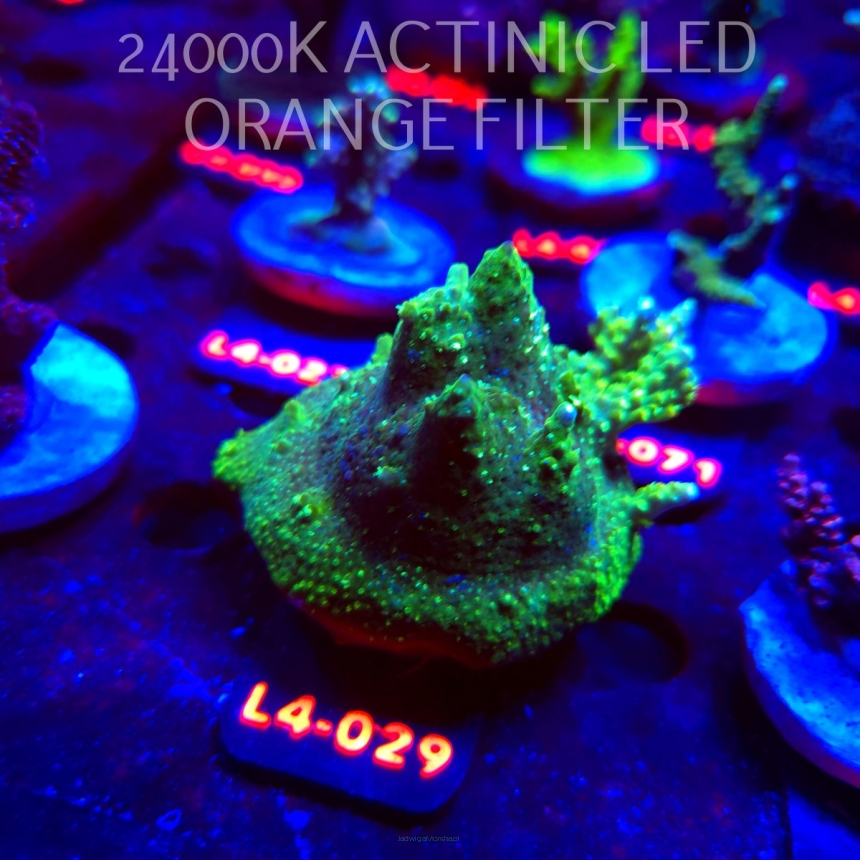 Acropora sp. PREMIUM AUSTRALIA (20.05.2026) L4-029  7cm