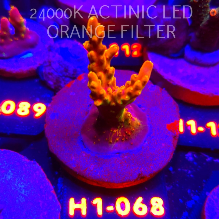 Acropora loripes GOLDEN JAWDROPPER (01.02.2026) H1-068  6cm