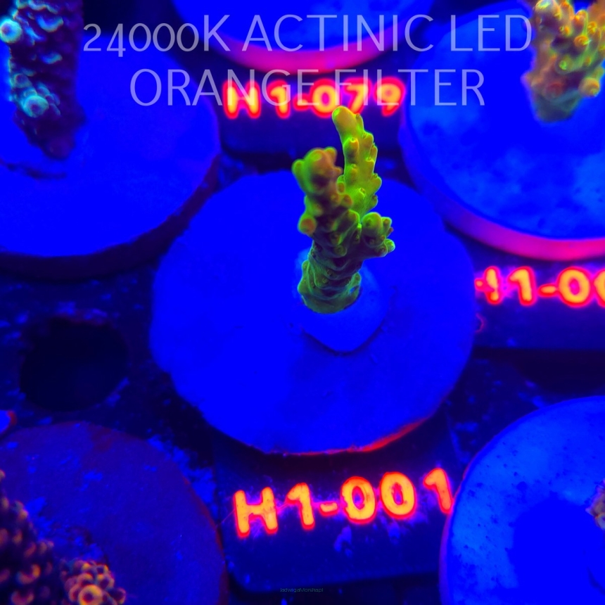 Acropora loripes GOLDEN JAWDROPPER (25.10.2025) H1-001  4cm