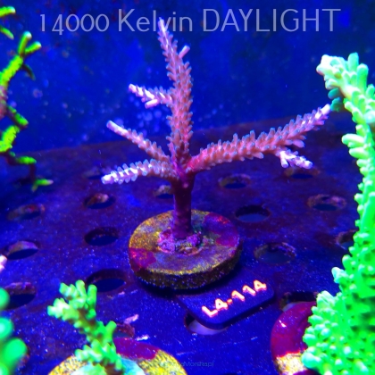 Acropora sp. AUSTRALIA (20.05.2026) L4-114  10cm