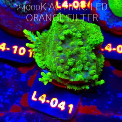 Acropora sp. AUSTRALIA  (07.01.2026) L4-041  5cm