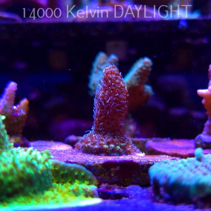 Acropora millepora BLUE (21.06.2025) L4-I-9  3cm