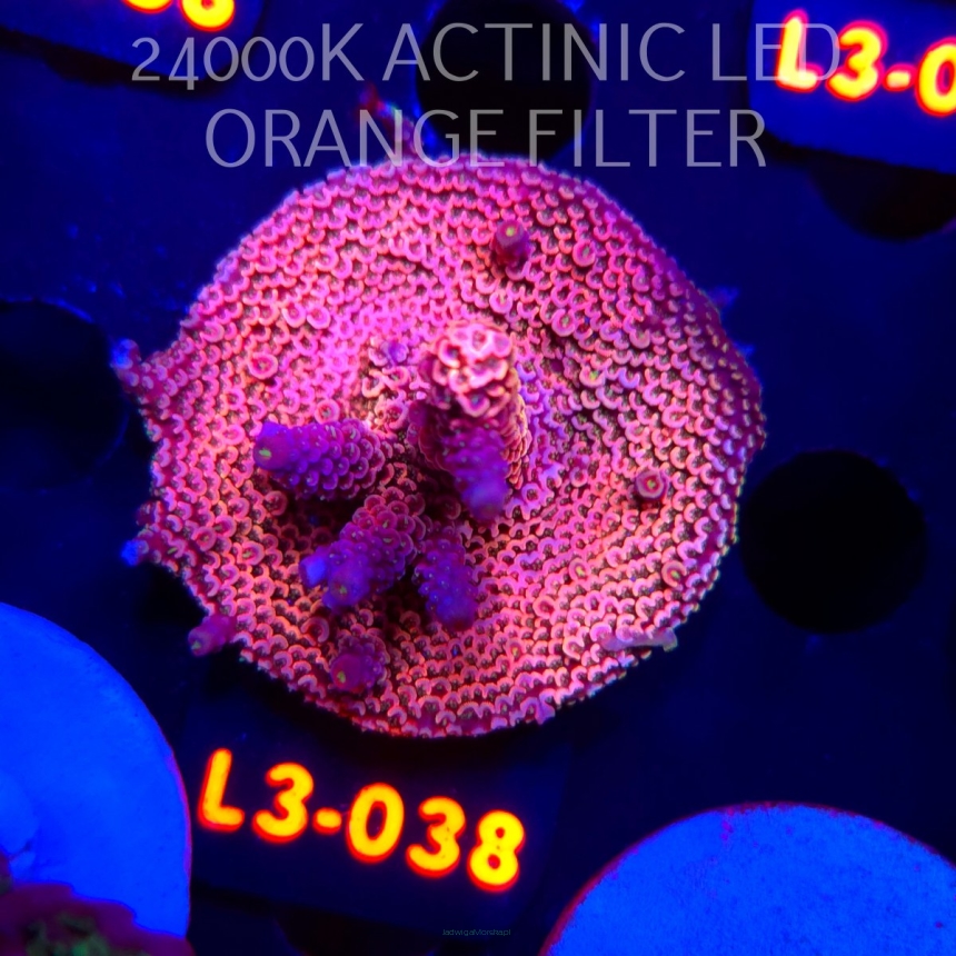 Acropora sp. PREMIUM AUSTRALIA (09.05.2026) L3-038  5cm