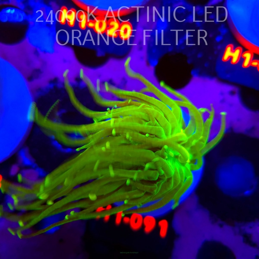 Euphyllia glabrescens AUSSIE TOXIC TORCH (01.09.2026) H1-091