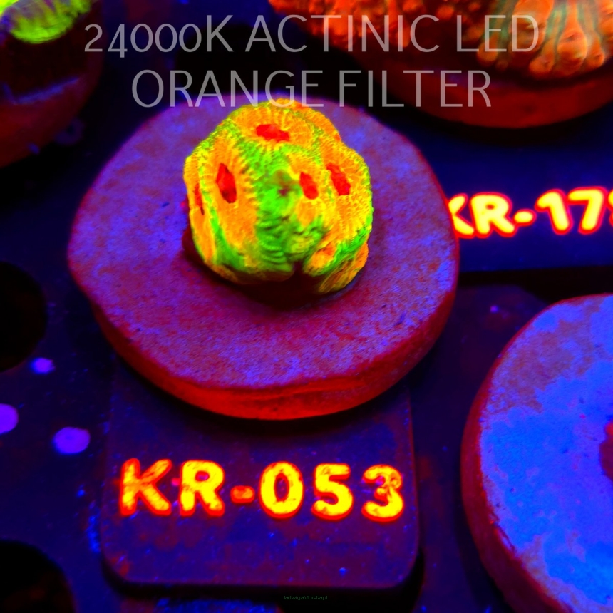Favia JASON FOX CANDY CORN (12.07.2026) KR-053  2cm