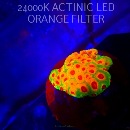 Favites CANDY CORN (04.03.2026)  6x6cm