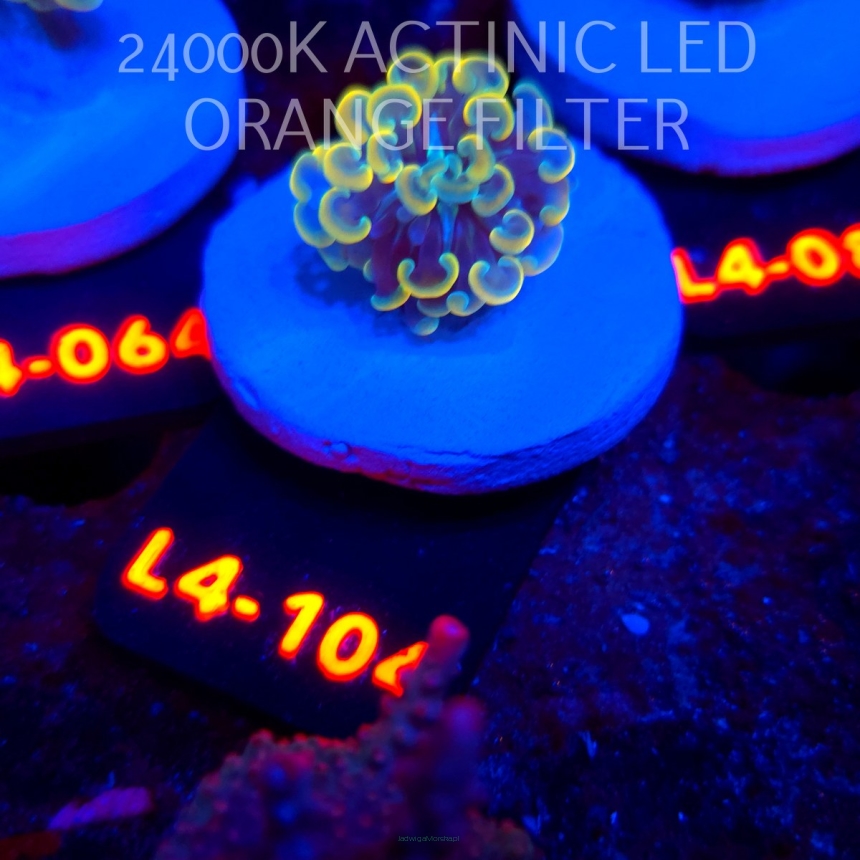 Euphyllia paraancora AUSSIE GOLD HAMMER (01.07.2026) L4-104