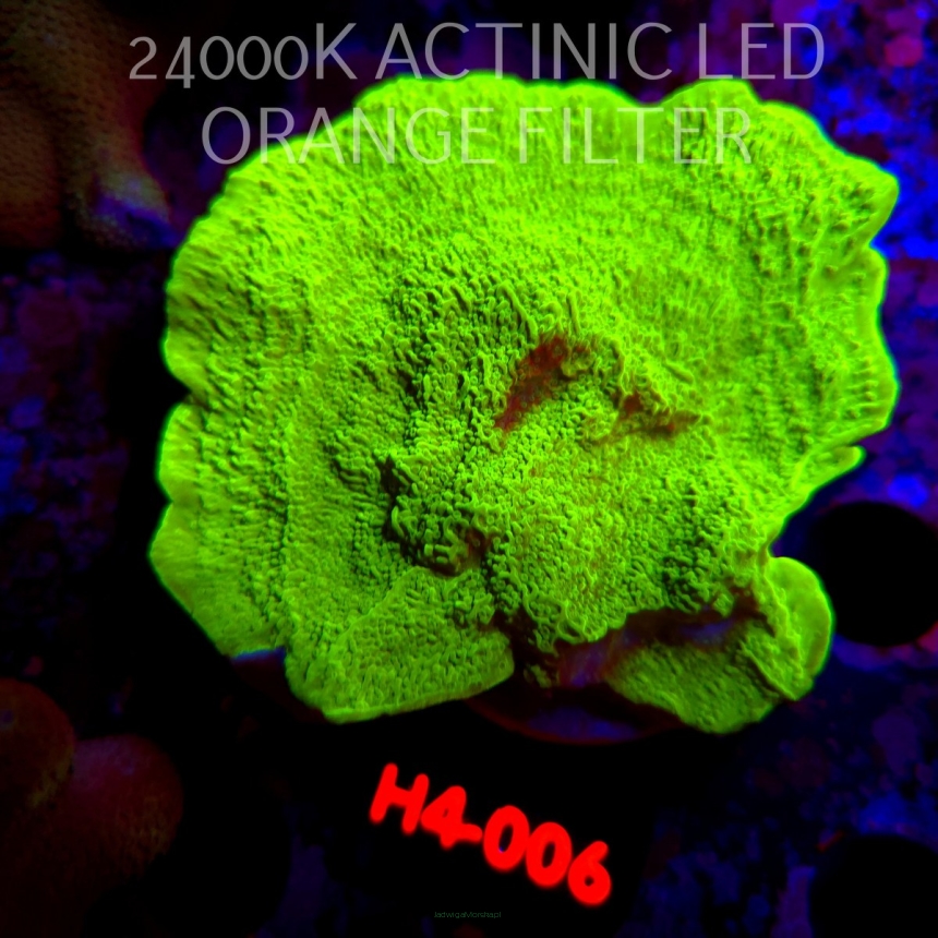 Montipora capricornis TOXIC GREEN (01.06.2026) H4-006  12cm