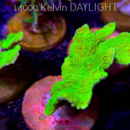 Montipora capricornis TOXIC GREEN (18.05.2025)  7cm