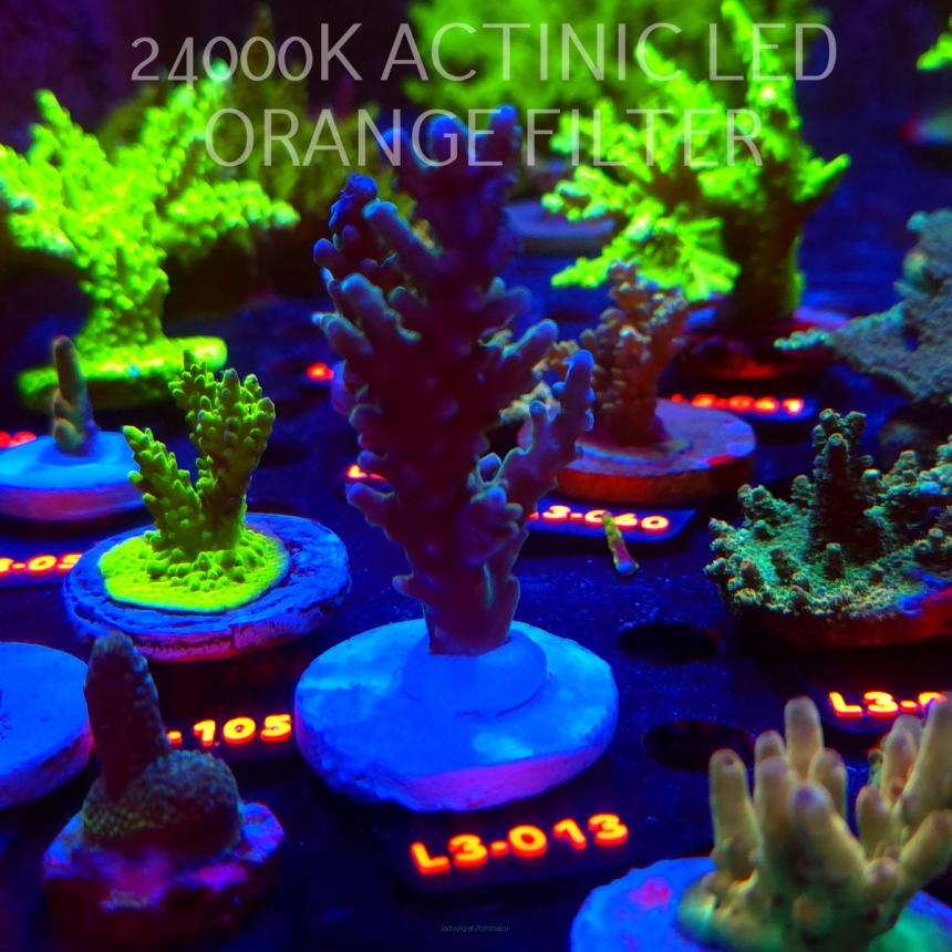 Acropora sp. AUSTRALIA (08.05.2026) L3-013  10cm
