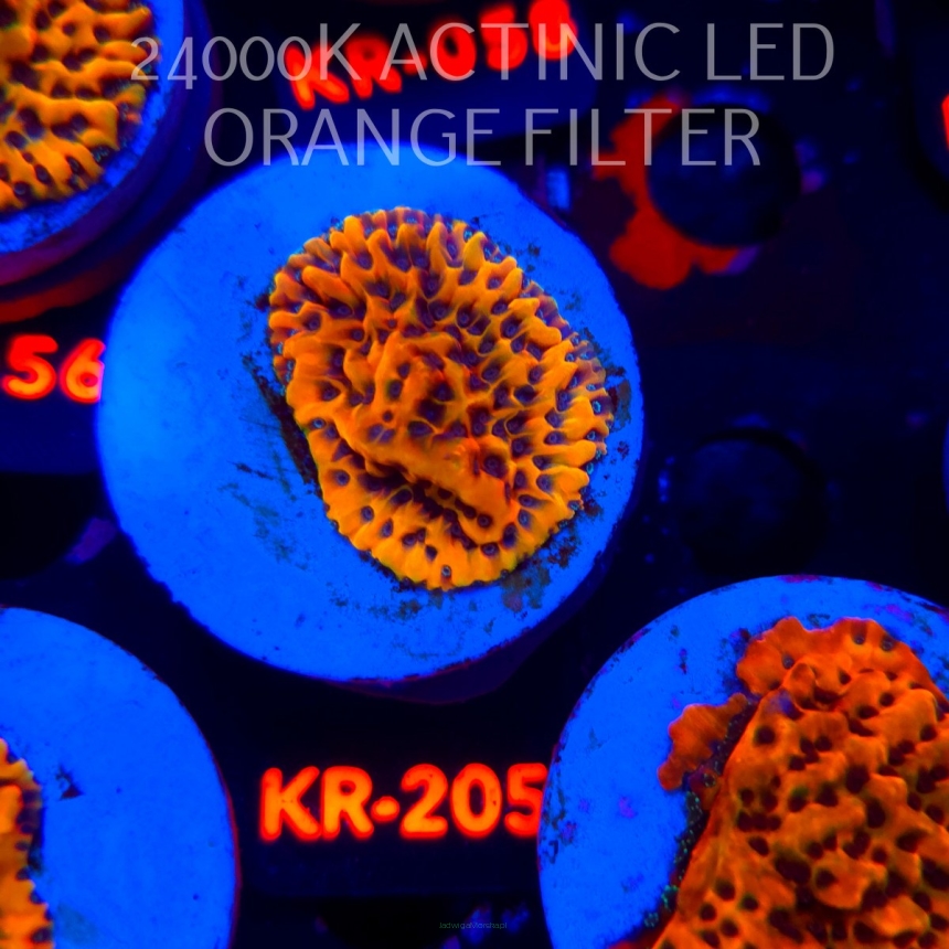 Montipora danae ULTRA (04.05.2026) KR-205  4cm
