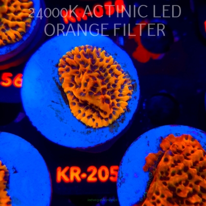 Montipora danae ULTRA (04.05.2026) KR-205  4cm