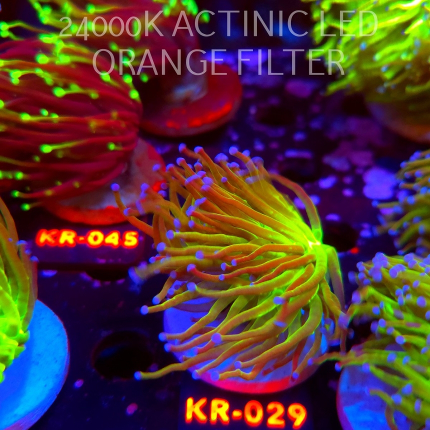 Euphyllia glabrescens TG TOXIC JOKER TORCH (01.07.2026) KR-115