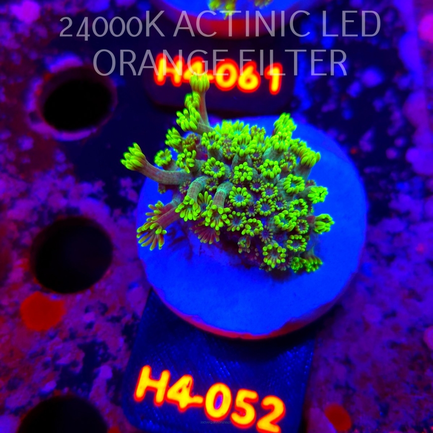 Alveopora spongiosa BRIGHT GREEN (02.06.2026) H4-052  3cm