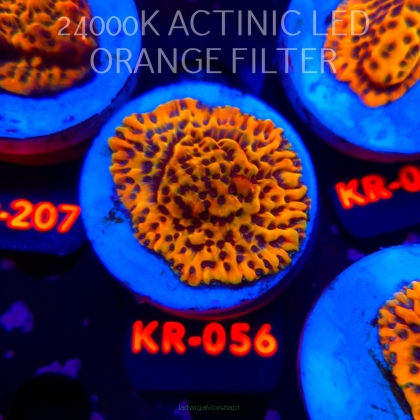 Montipora danae ULTRA (04.05.2026) KR-056  4cm