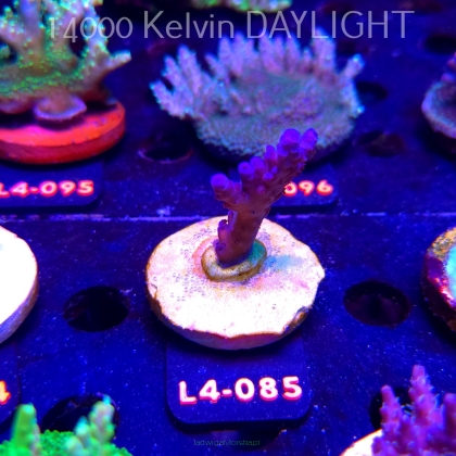 Acropora sp. PREMIUM AUSTRALIA (20.05.2026) L4-085  6cm