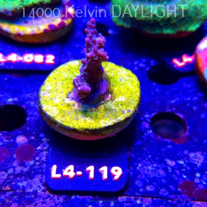 Acropora sp. PREMIUM AUSTRALIA  (07.01.2026) L4-119  3cm