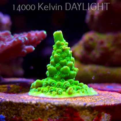 Acropora humilis URANIUM (24.05.2025) L2-I-11  2cm