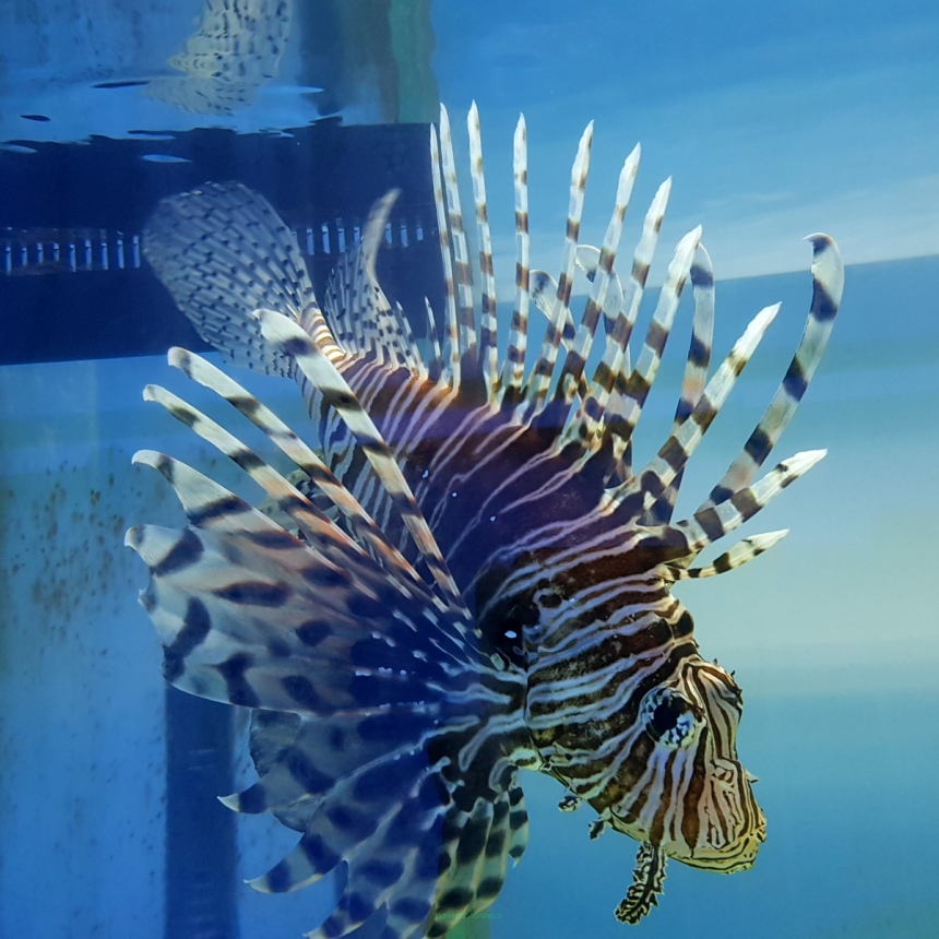 Pterois voltans skrzydlica (Ognica Pstra, Motyl Morski) rozmiar 13 cm