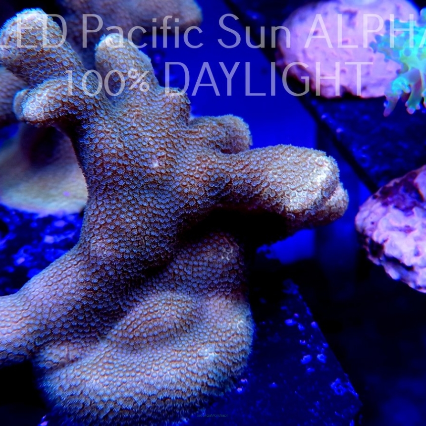 Porites cylindrica (14.02.2023)  10cm