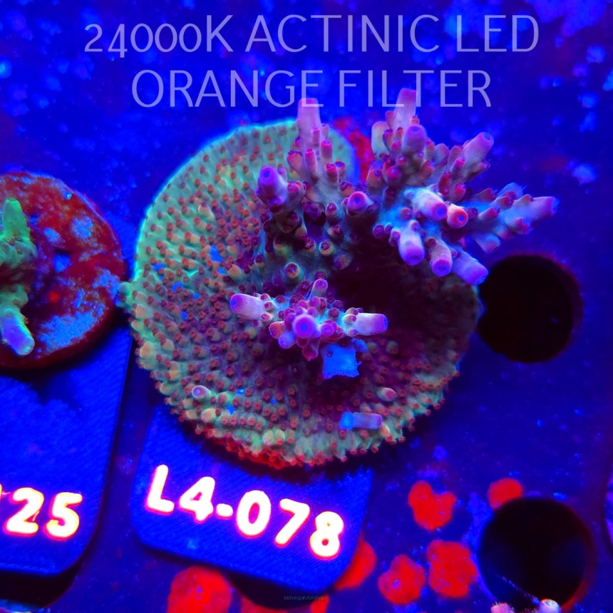 Acropora JMC PINK DREAM (06.01.2026) L4-078  6cm