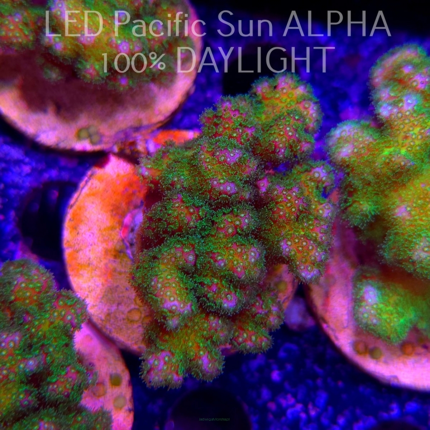 Pocillopora verrucosa YELLOW FLUO (22.01.2025)  7cm
