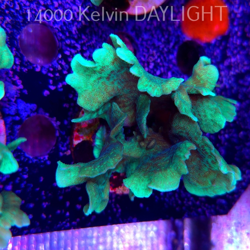Pavona cactus (18.05.2025)  8cm