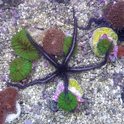 Ophiocomina scolopendrina (Black brittle starfish)