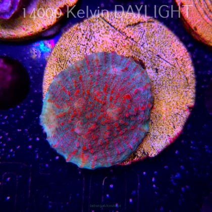 Echinophyllia Lava Rush Chalice (18.05.2025)  3cm