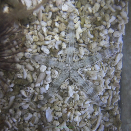 Archaster typicus (Rozgwiazda piaskowa) rozmiar 5 cm