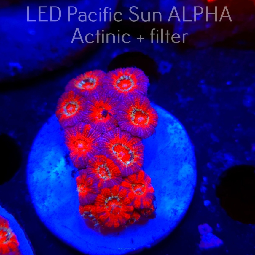 Acanthastrea lordhowensis BLUE LAVA  (26.01.2025)  4cm