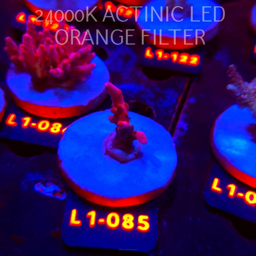 Acropora JMC PINK DREAM (02.08.2026) L1-085  3cm