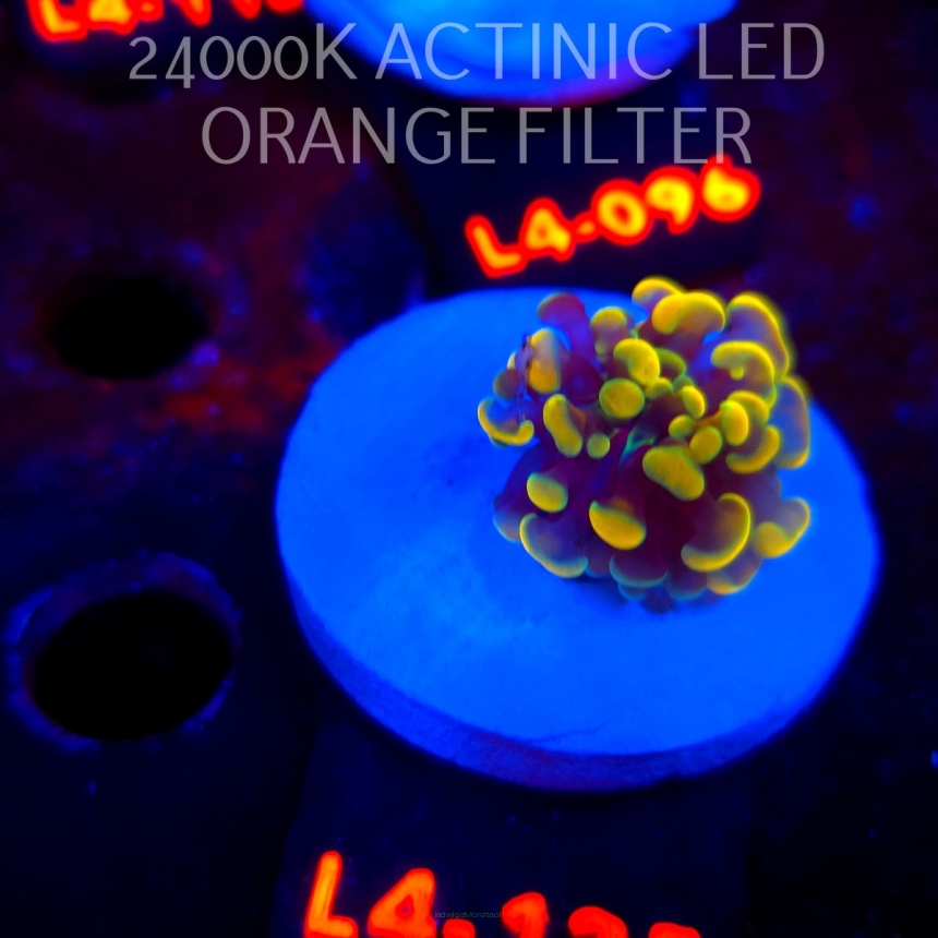 Euphyllia paraancora AUSSIE GOLD HAMMER (01.07.2026) L4-125