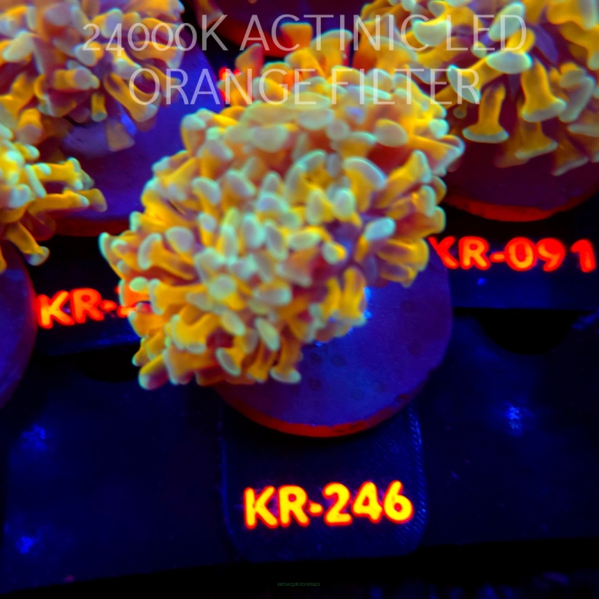 Euphyllia paraancora HOLY GRAIL HAMMER (04.04.2026) KR-246  2H