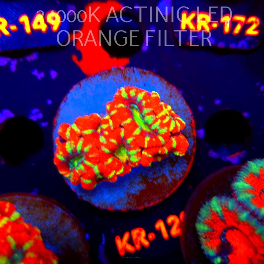Acanthastrea lordhowensis CHRISTMAS ACAN (20.04.2026) KR-129  5cm