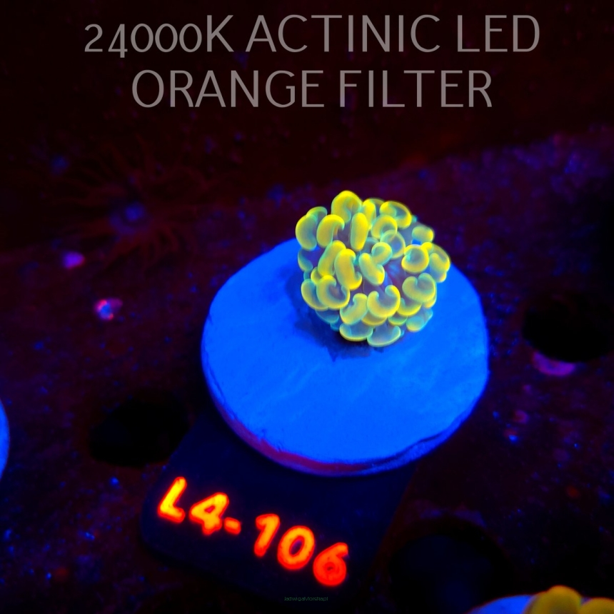Euphyllia paraancora AUSSIE GOLD HAMMER (01.07.2026) L4-106