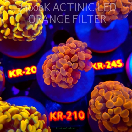 Euphyllia paraancora GOLD 24K HAMMER (04.04.2026) KR-210