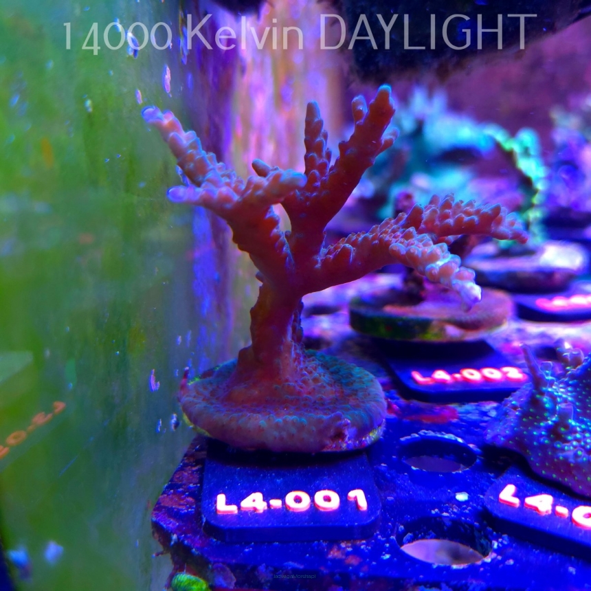 Acropora sp. AUSTRALIA (19.05.2026) L4-001  10cm