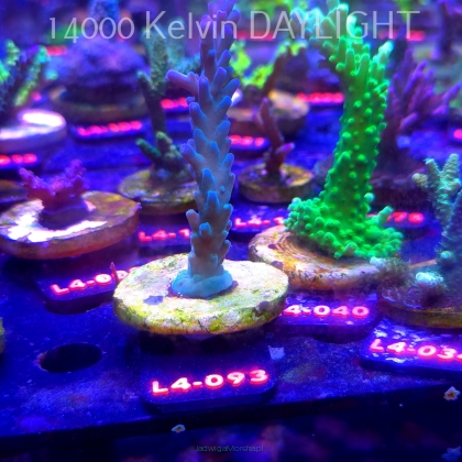 Acropora sp. AUSTRALIA (06.01.2026) L4-093  10cm