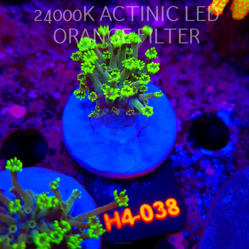 Alveopora spongiosa BRIGHT GREEN (02.06.2026) H4-038  3cm