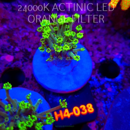 Alveopora spongiosa BRIGHT GREEN (02.06.2026) H4-038  3cm