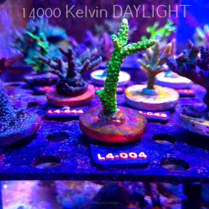Acropora AUSTERA BANANA (19.05.2026) L4-004  8cm