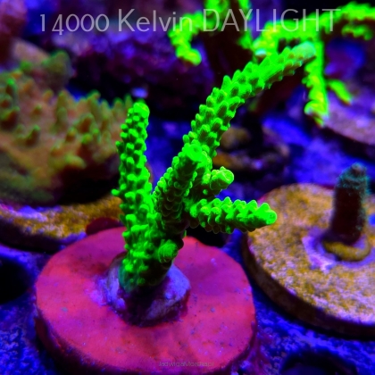 Acropora formosa TOXIC GREEN (21.06.2025) L4-II-19  9cm