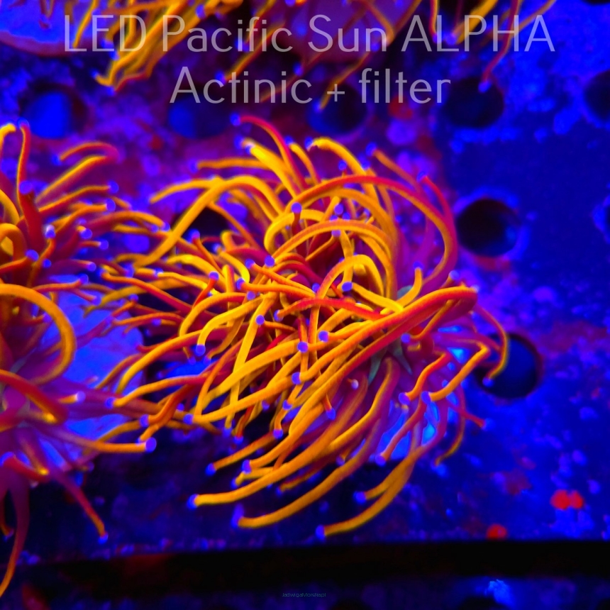 Euphyllia glabrescens NY KNICKS TORCH (04.08.2024)