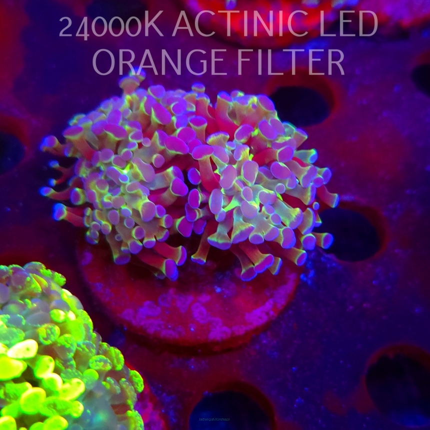 Euphyllia paraancora HOLOGRAM AURORA ULTRA (01.06.2026)  2H