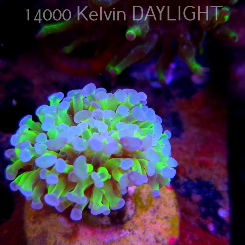 Euphyllia paraancora TOXIC GREEN (01.04.2025)
