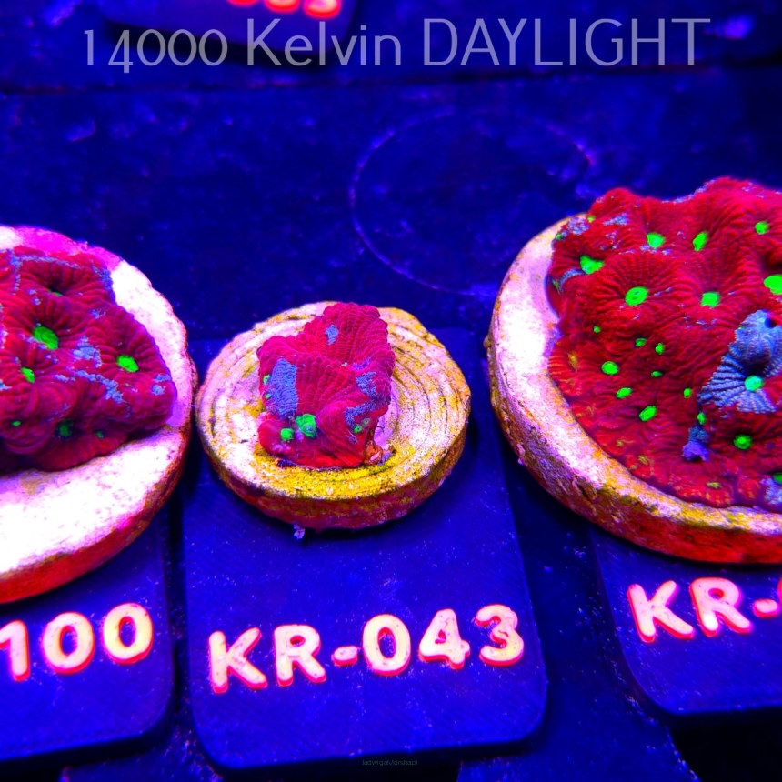 Favites Pentagona ULTRA War Coral (07.12.2025) KR-043  2cm