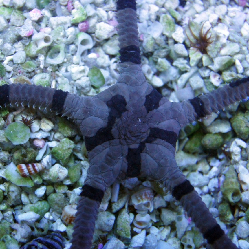 Wężowidło Ophiolepis superba 10cm