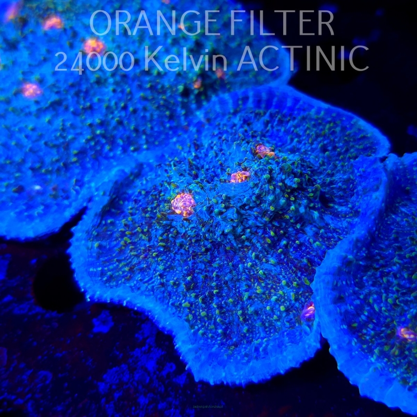 Echinopora lamellosa BLUE RED & YELLOW UNIQUE (09.05.2025) MM1-I-39  6cm